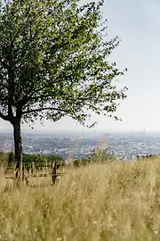 Privire asupra Vienei