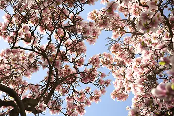 Blütenpracht in Wiener Park