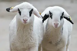 Two running spectacled sheep