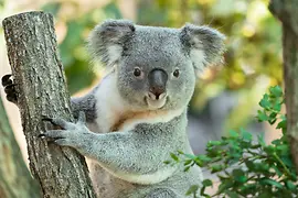 Koala