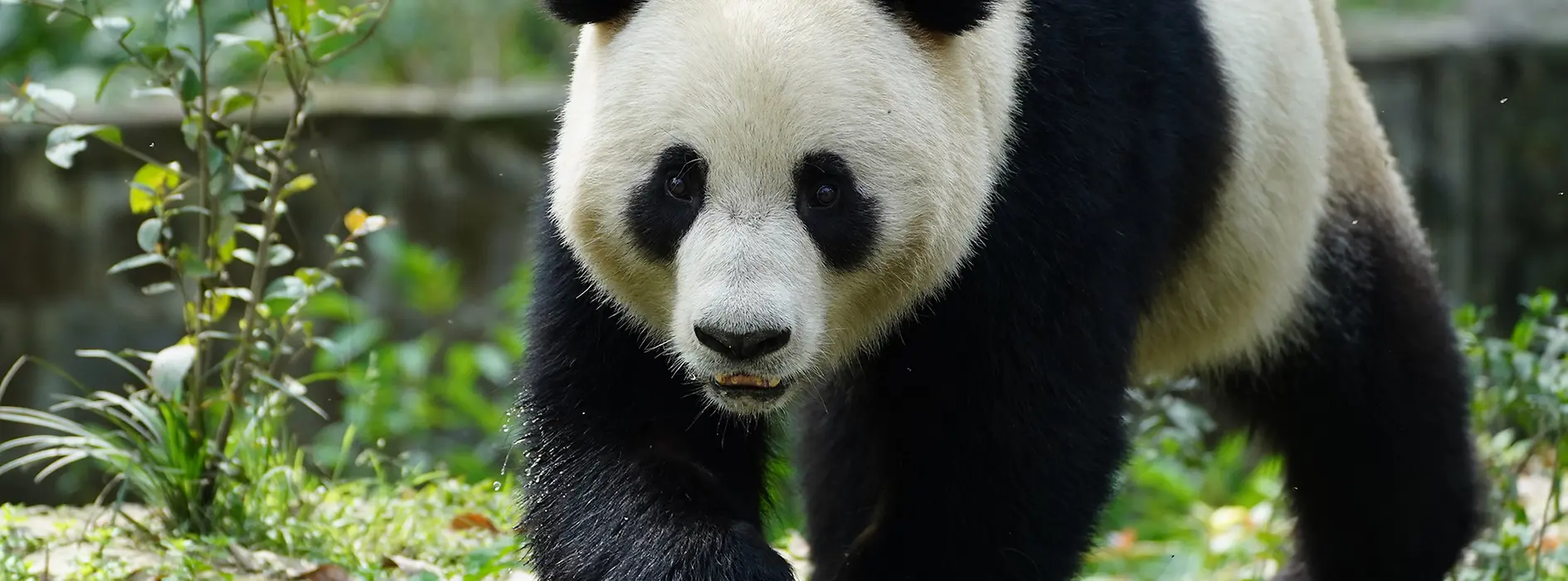 Panda "Lan Yun", Schönbrunn Zoo