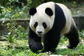 Panda "Lan Yun", Schönbrunn Zoo