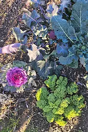 Winter vegetables in the field